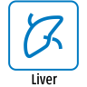 Liver