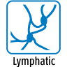 Lymphatic